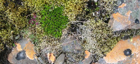 Holtagrj�t - mynstur n�tt�runnar